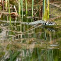 Natrix natrix - die Ringelnatter - ringelt sich durch einen der Teiche im Park