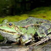 Neben Grasfrosch und Erdkröte leben auch Wasserfrösche im Park